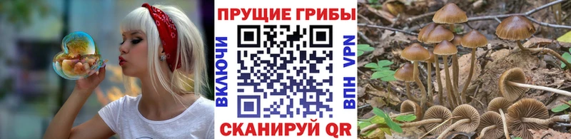 Псилоцибиновые грибы Cubensis  дарнет шоп  Бузулук 